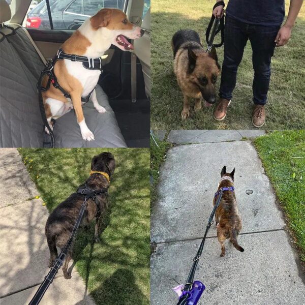 dog running leash - Image 2