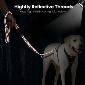 dog running leash
