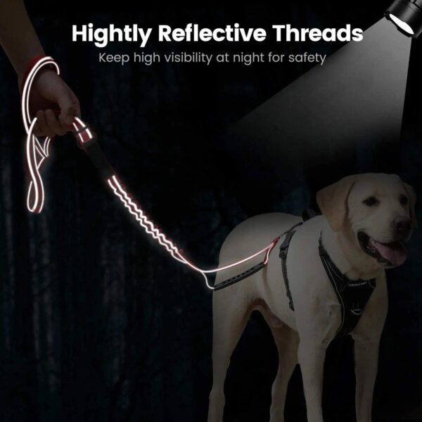 dog running leash